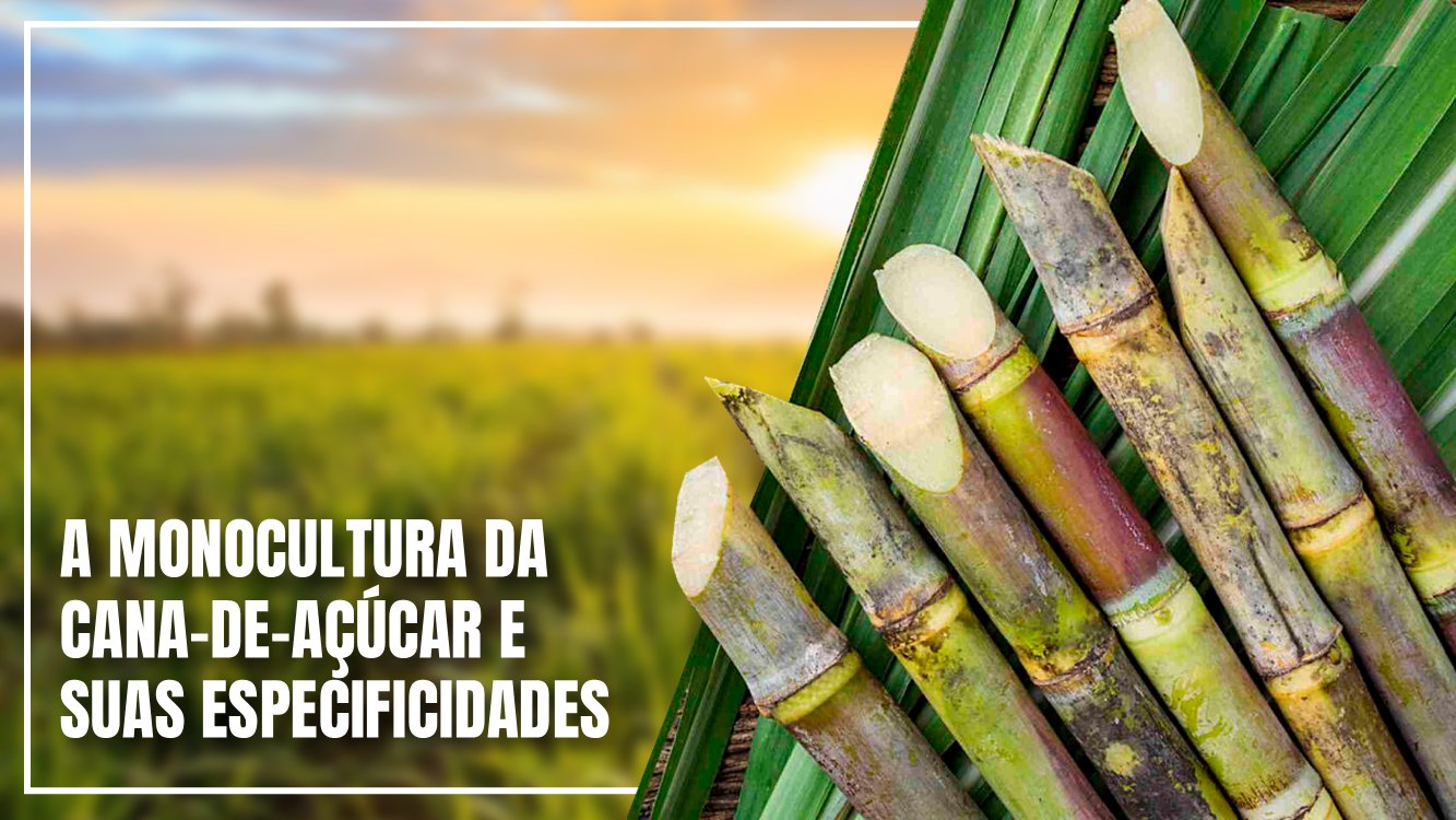 cana-de-acucar-slide1