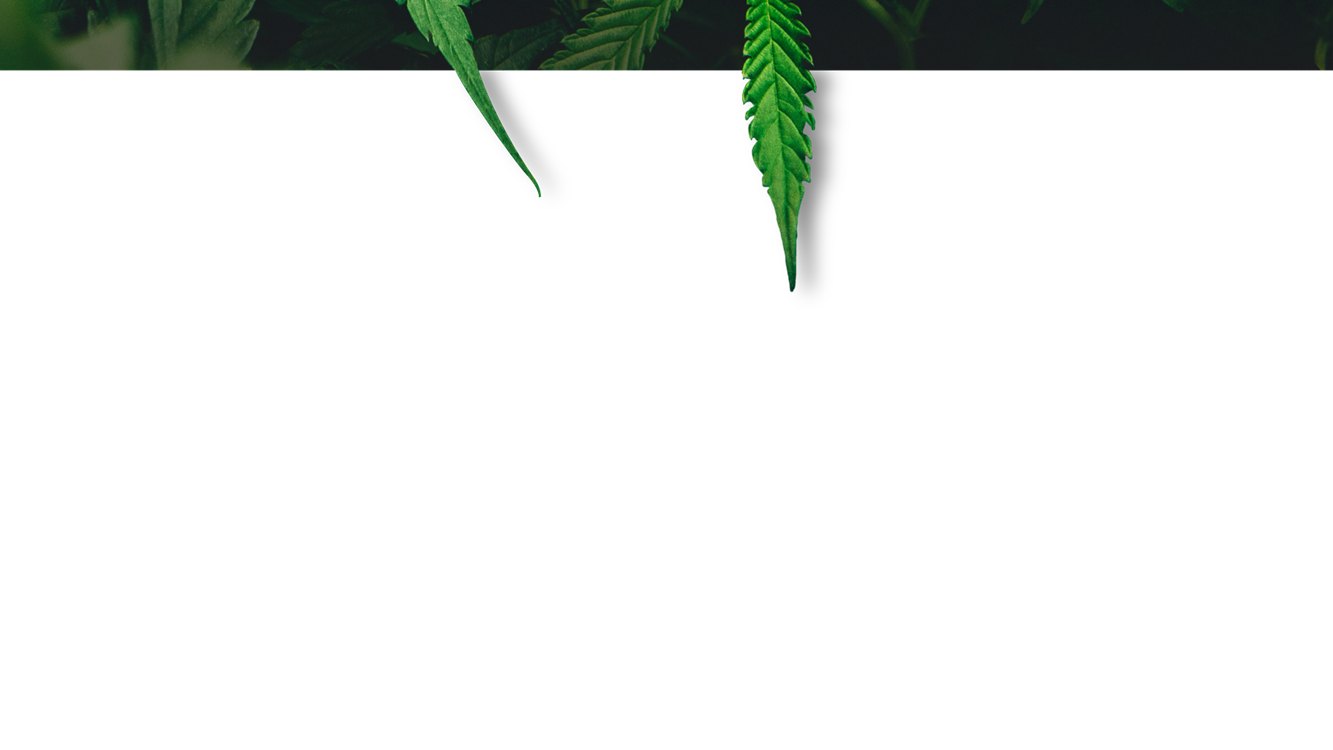 cannabis-slide2