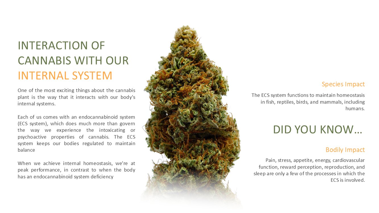 cannabis-slide3