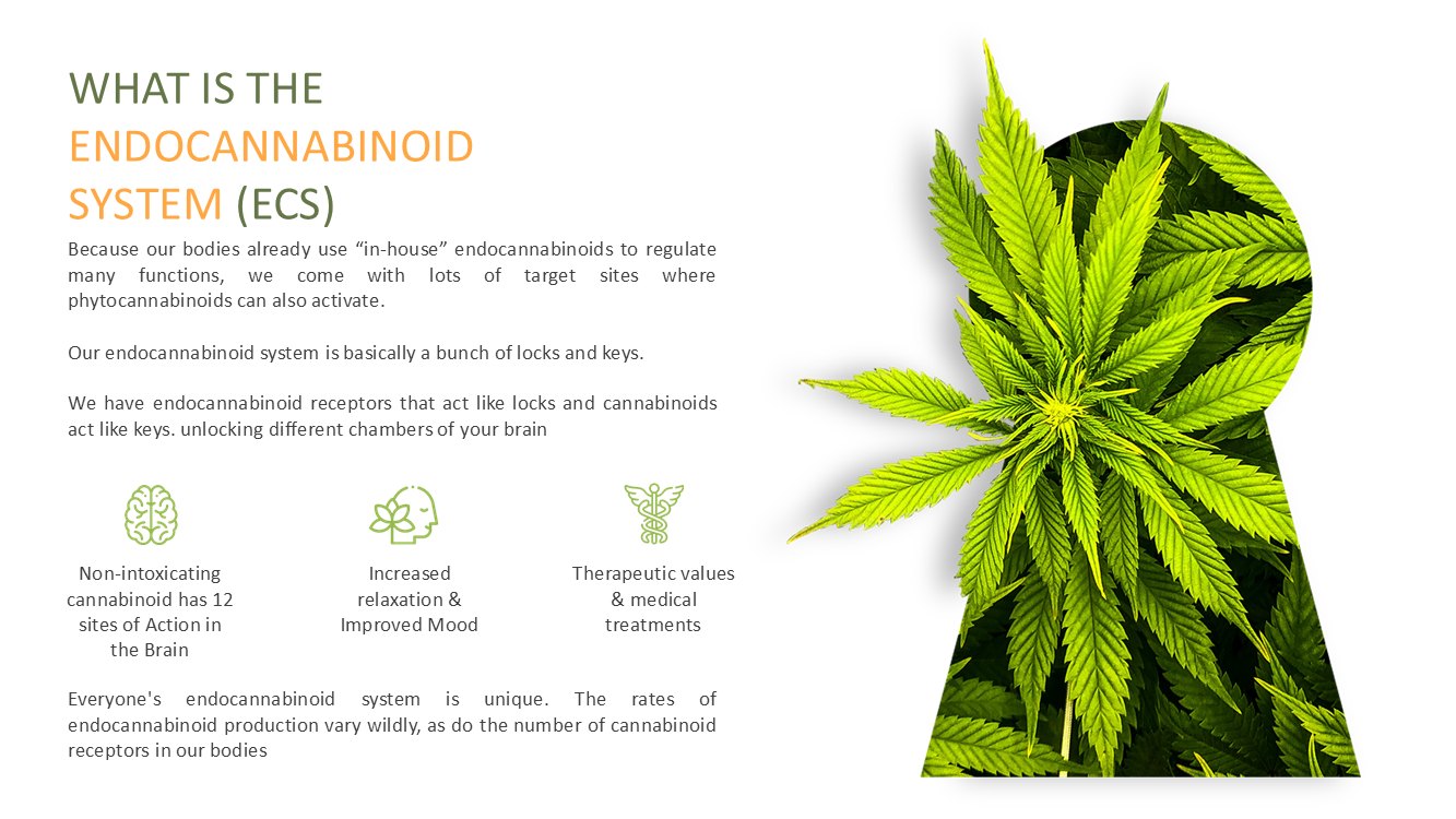 cannabis-slide4