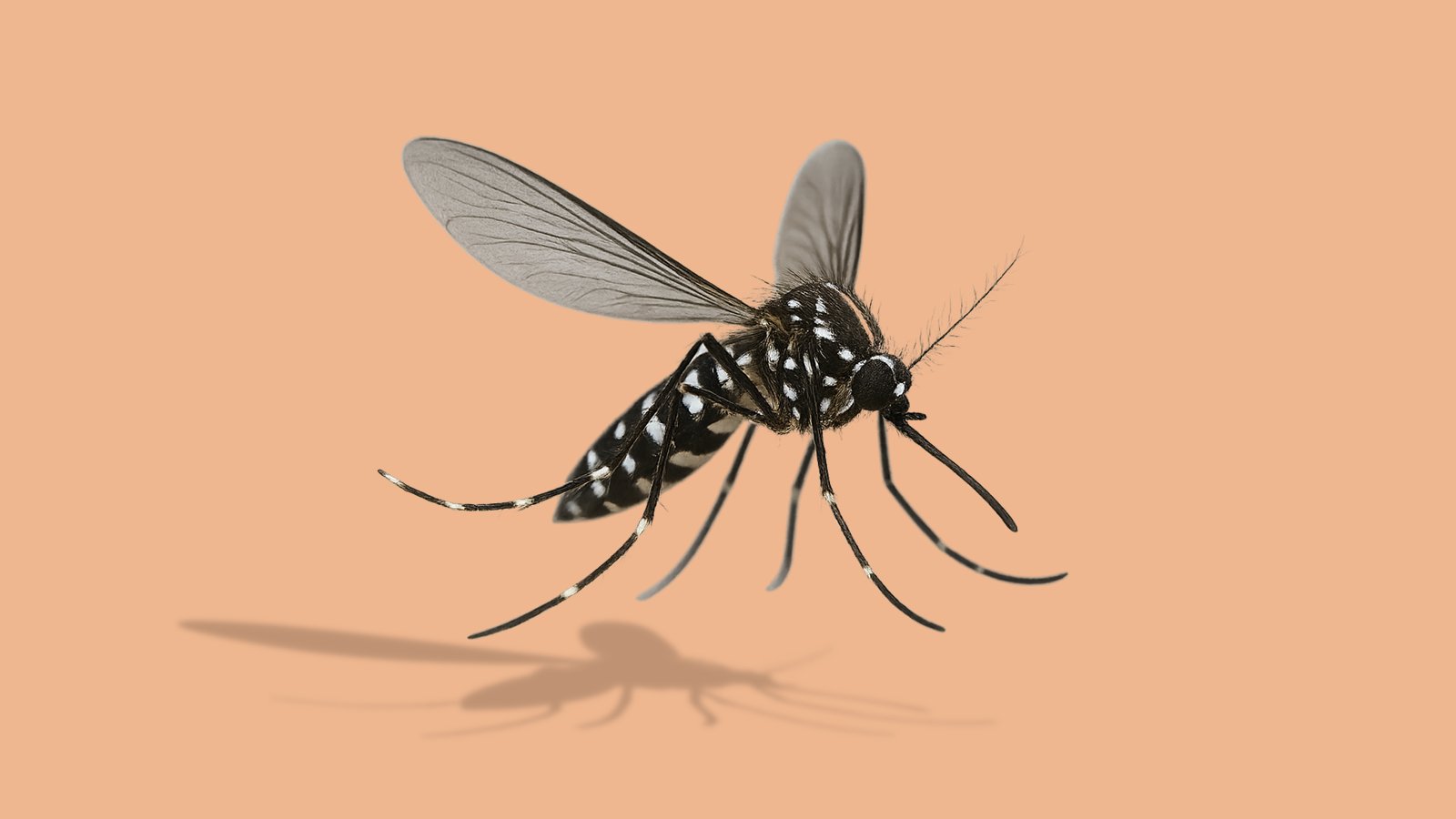 Chikungunya – slide 1
