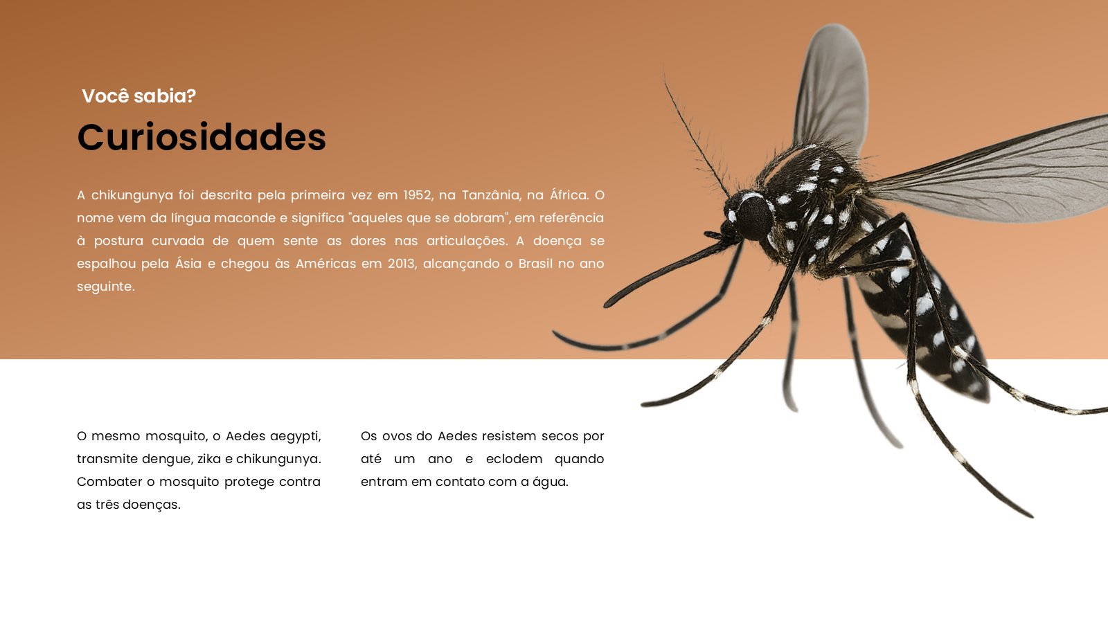 Chikungunya – slide 13