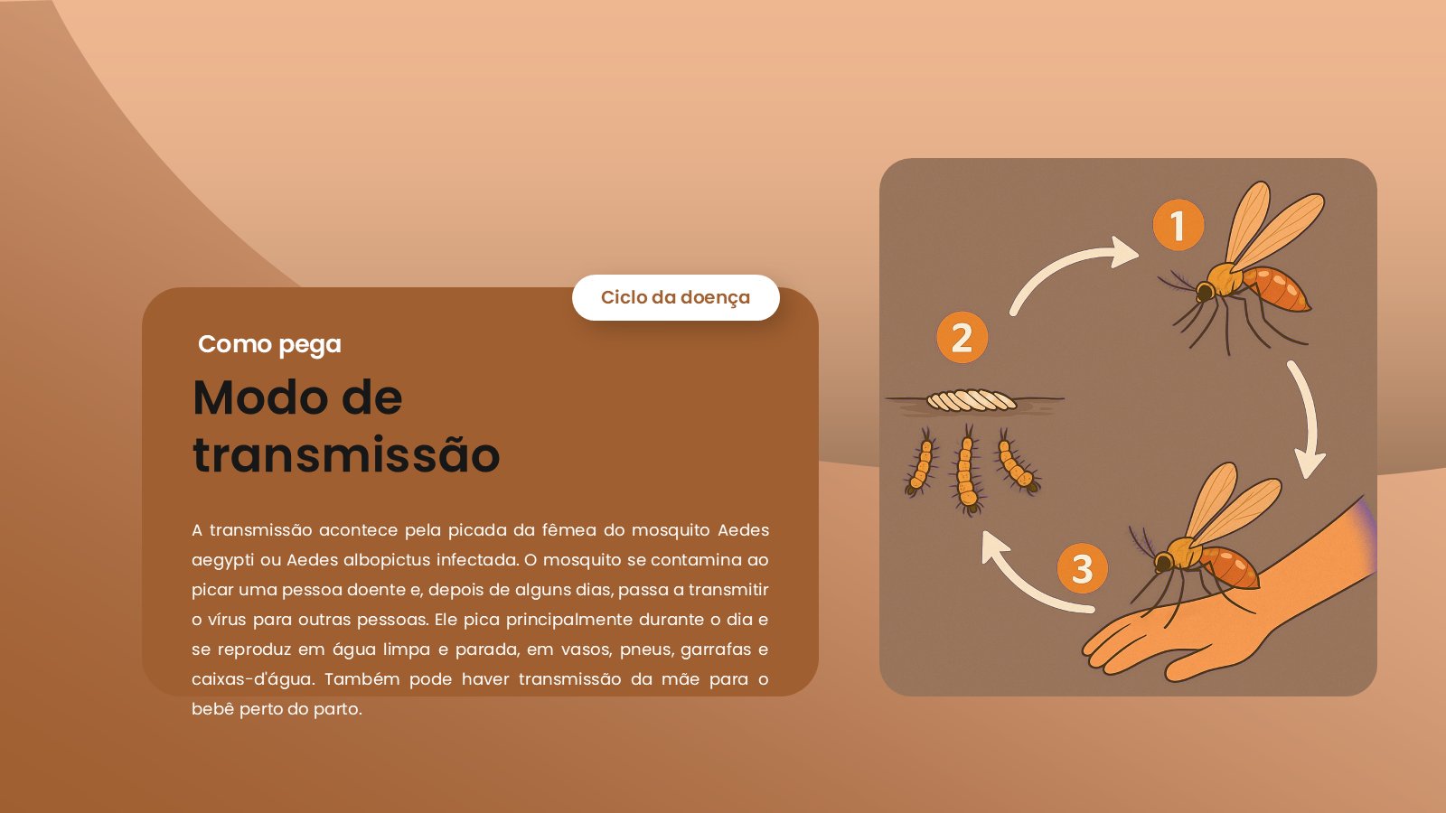 Chikungunya – slide 7