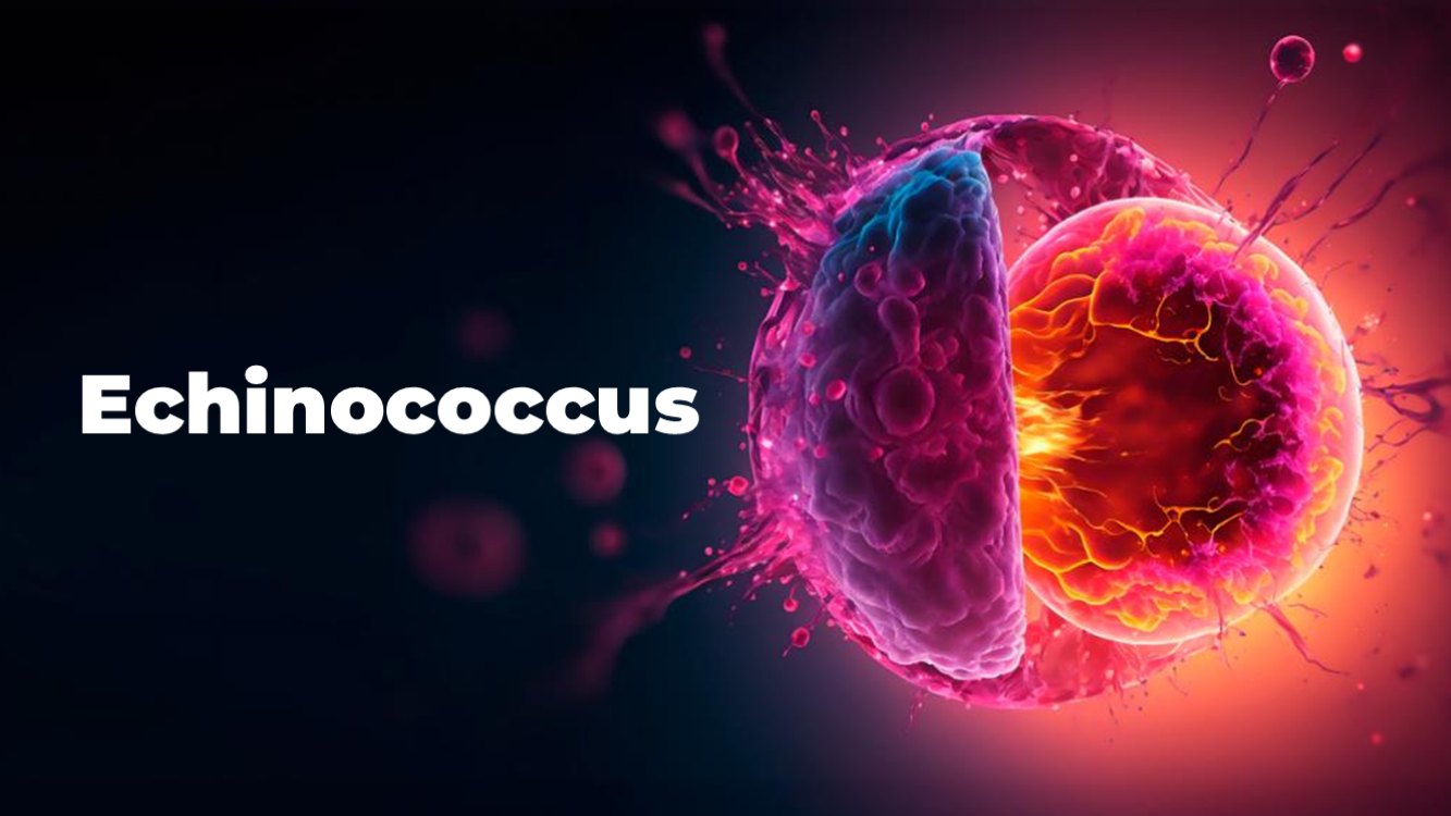 echinococcus-slide1