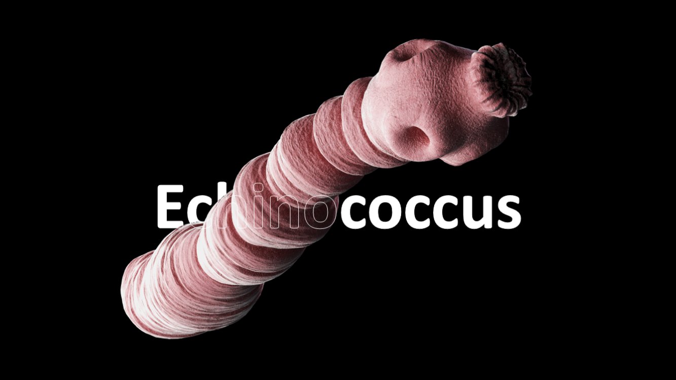 echinococcus-slide4