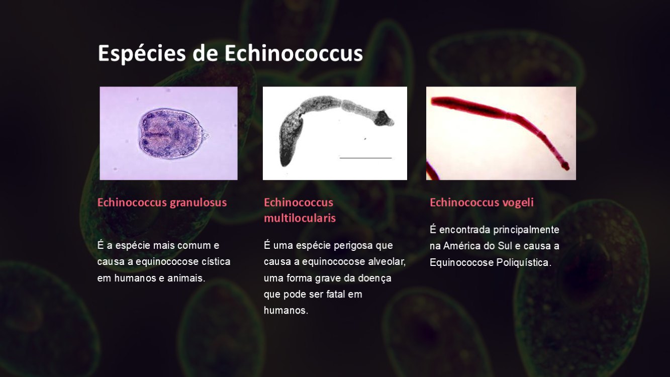 echinococcus-slide8