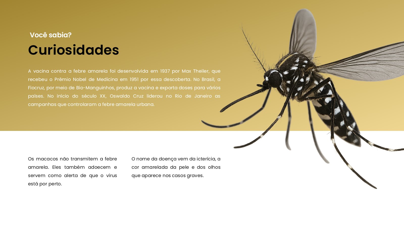 Febre Amarela – slide 13