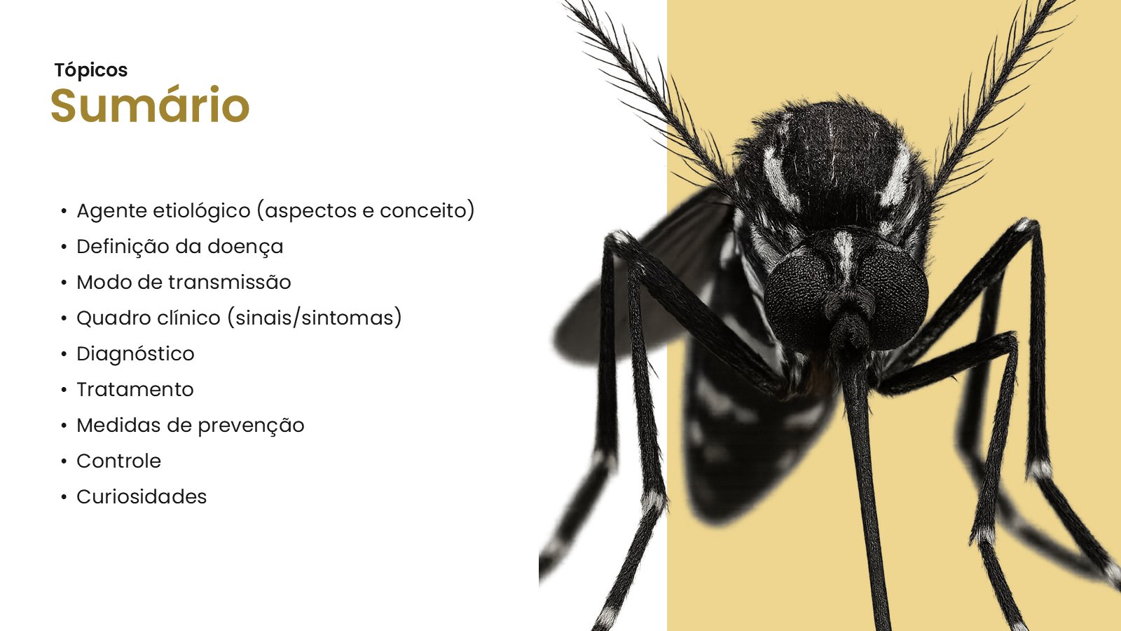 Febre Amarela – slide 3