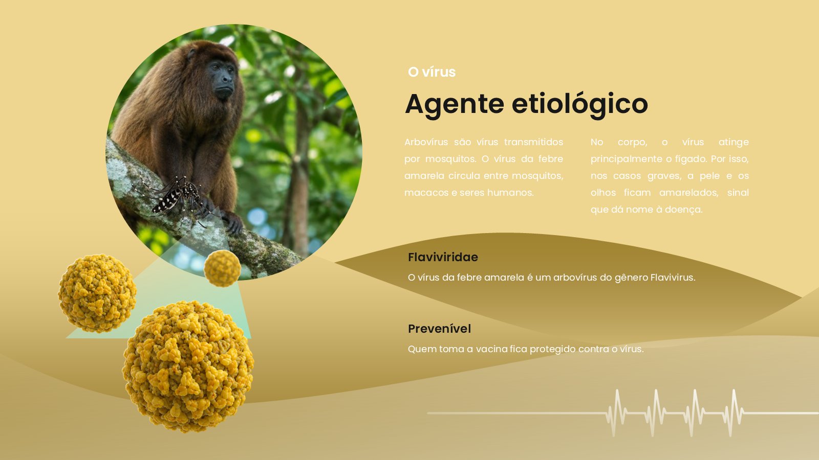 Febre Amarela – slide 5