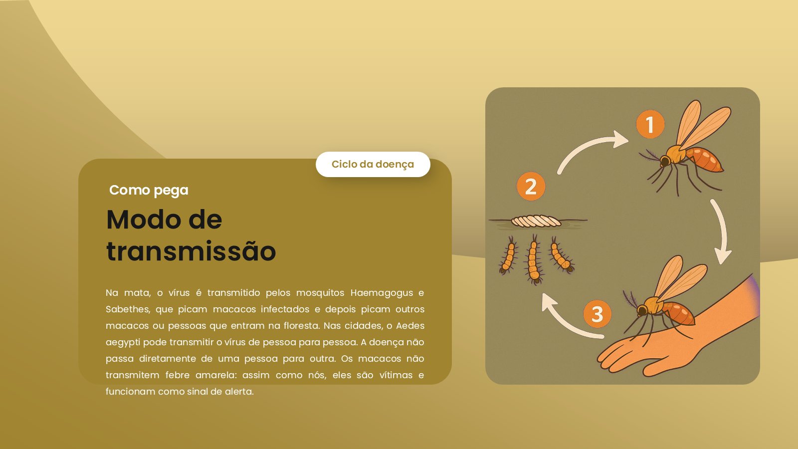 Febre Amarela – slide 7