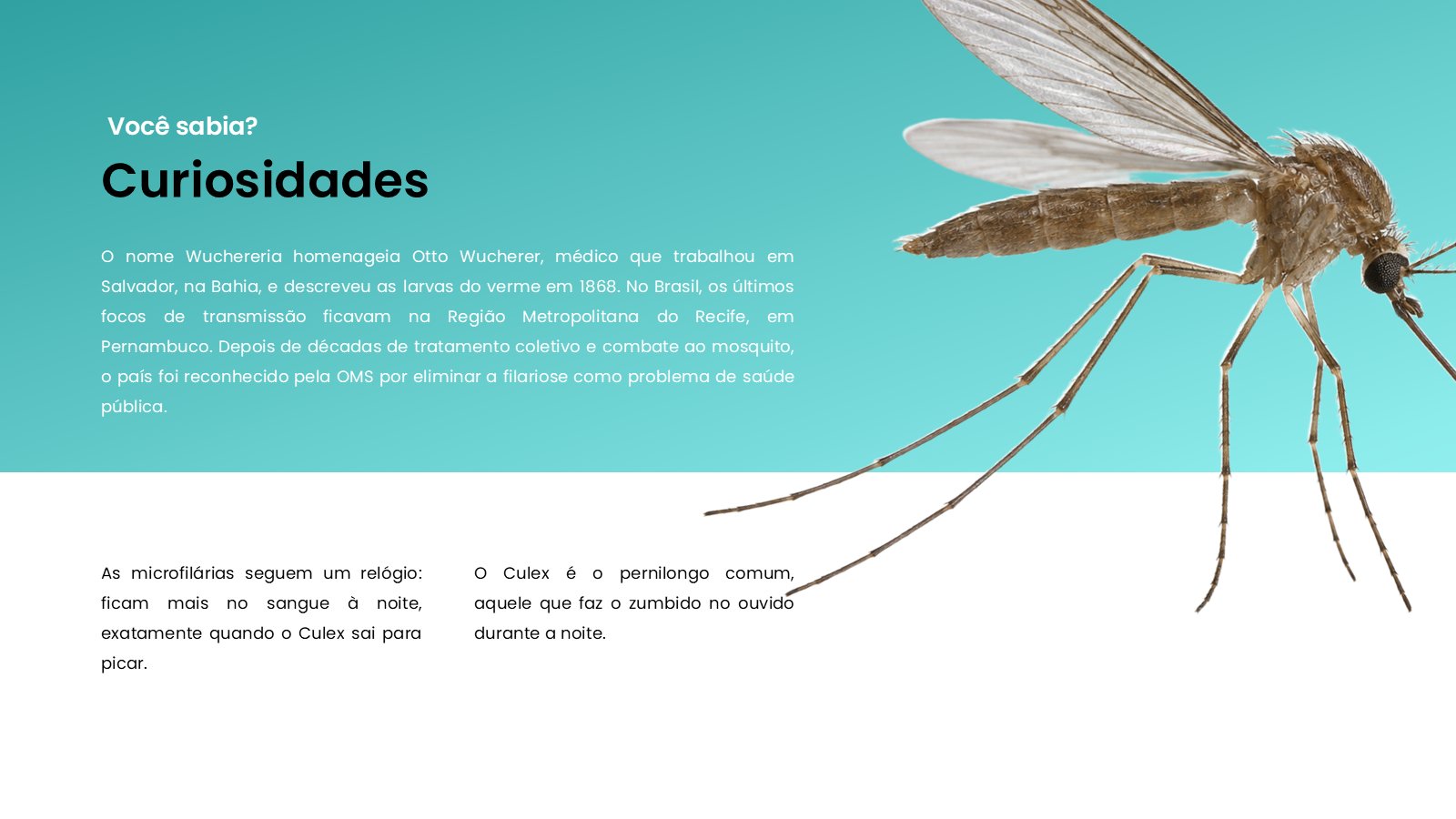 Filariose – slide 13