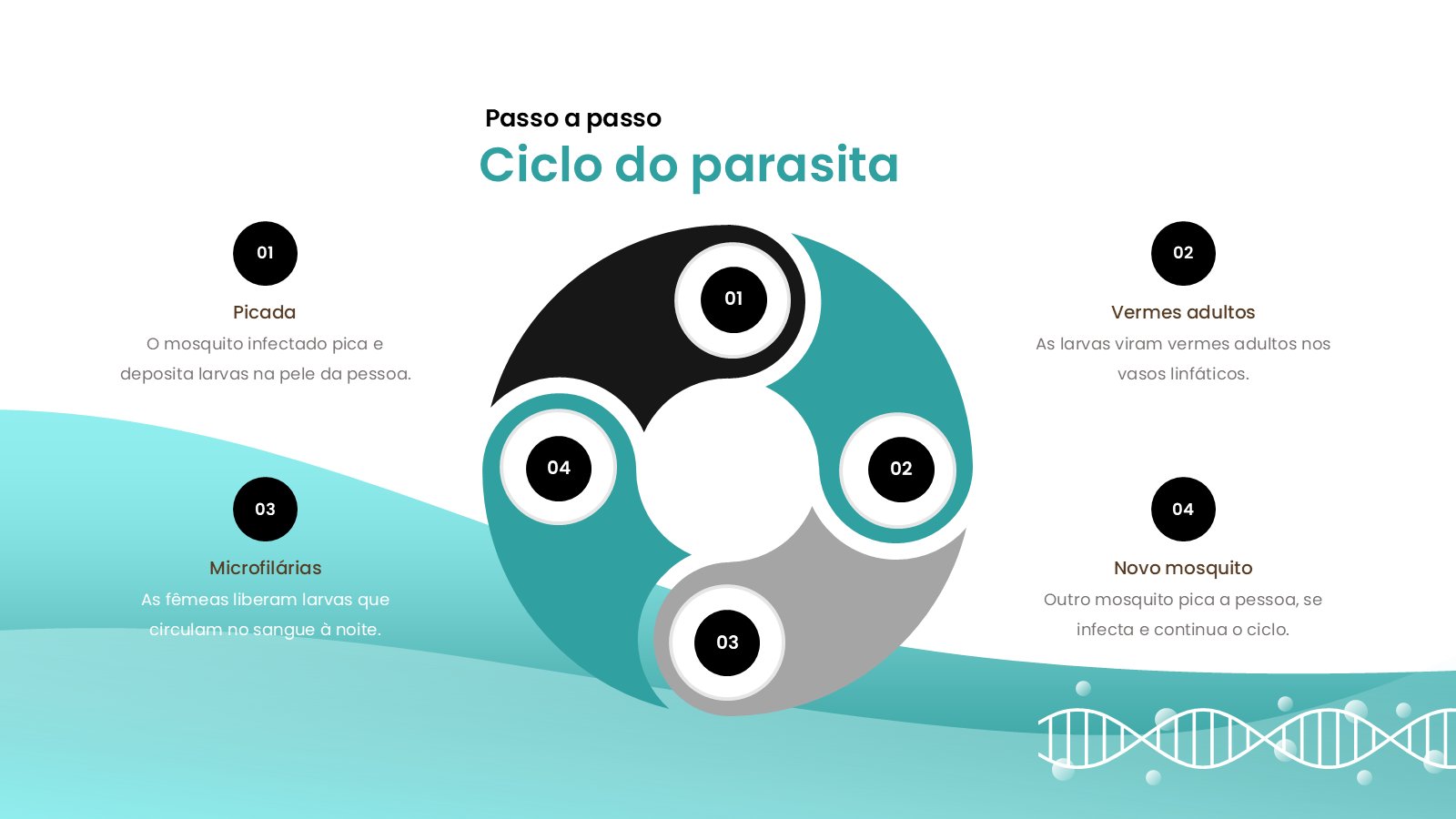 Filariose – slide 14