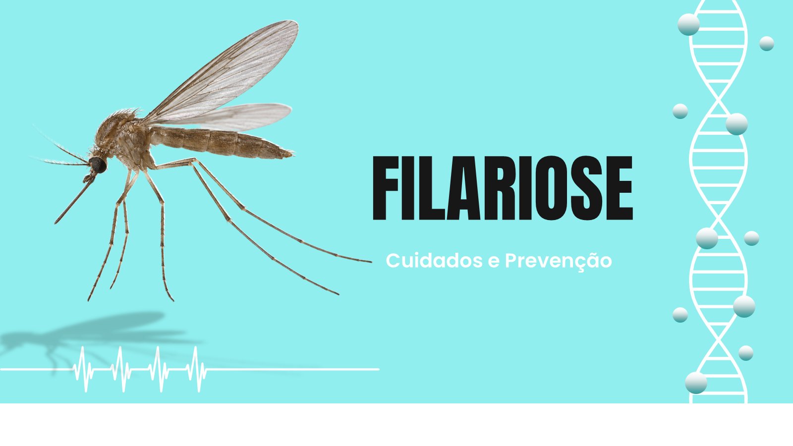 Filariose – slide 2