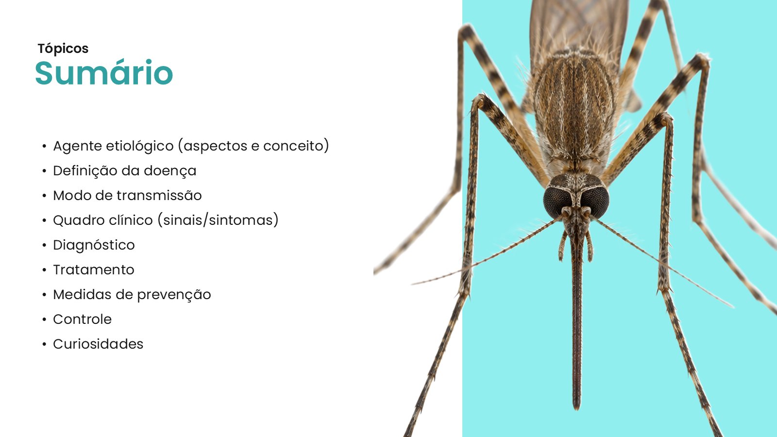 Filariose – slide 3
