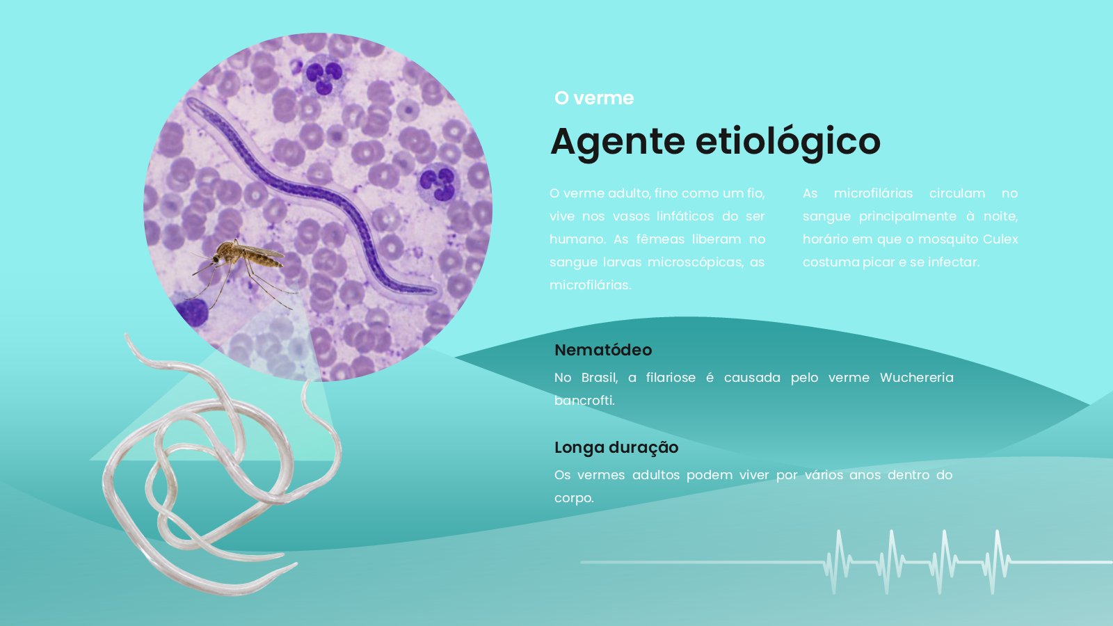 Filariose – slide 5