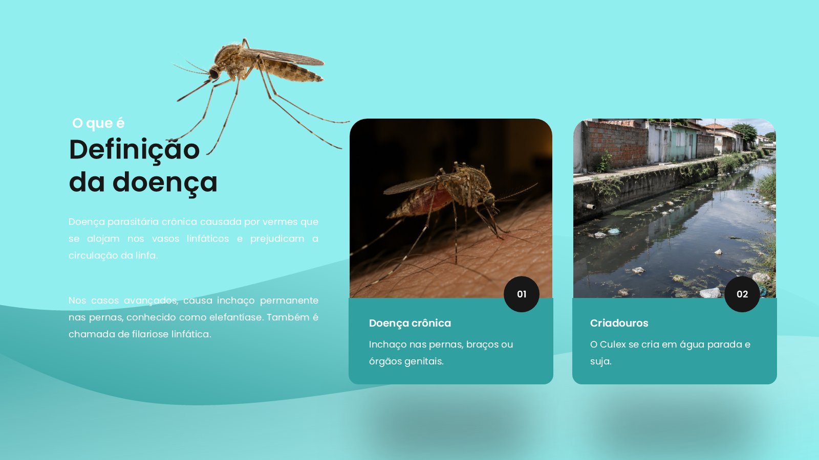 Filariose – slide 6