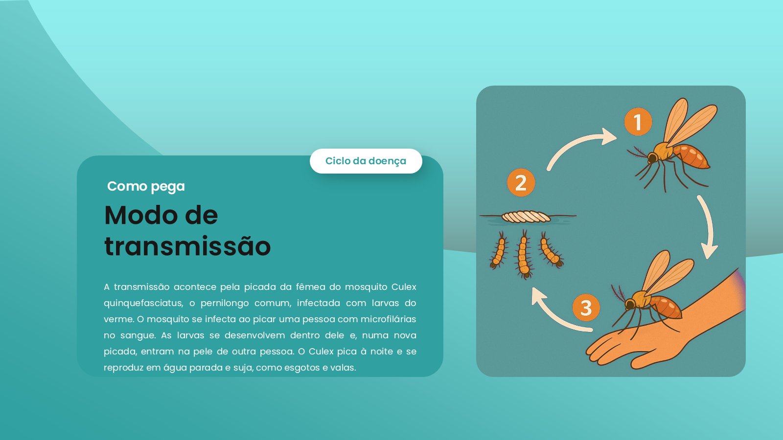 Filariose – slide 7