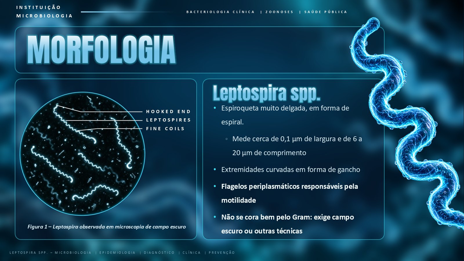Leptospira – slide 4