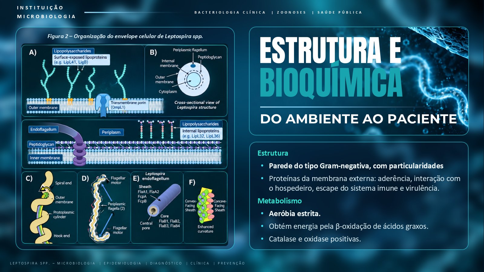 Leptospira – slide 5