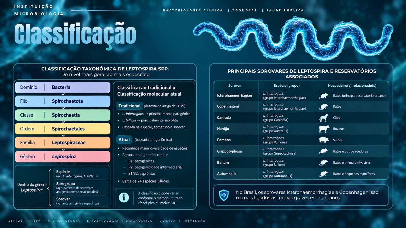 Leptospira – slide 6