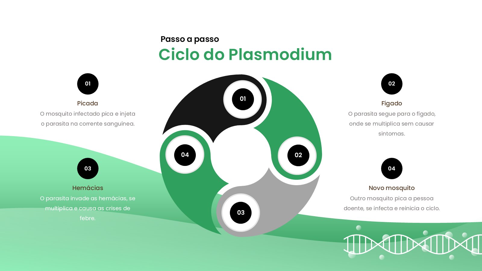 Malária – slide 14