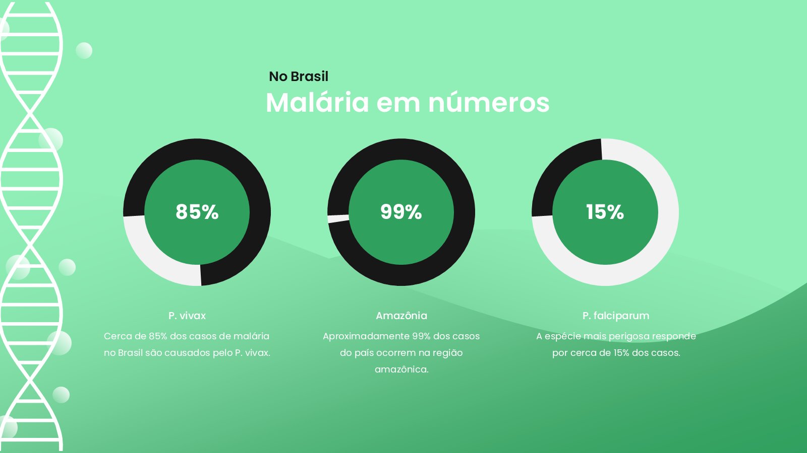 Malária – slide 15