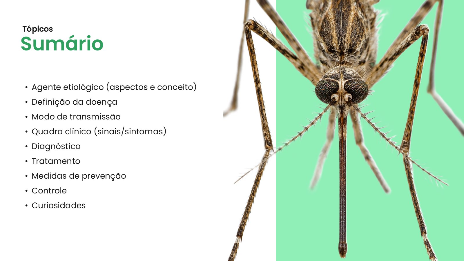 Malária – slide 3