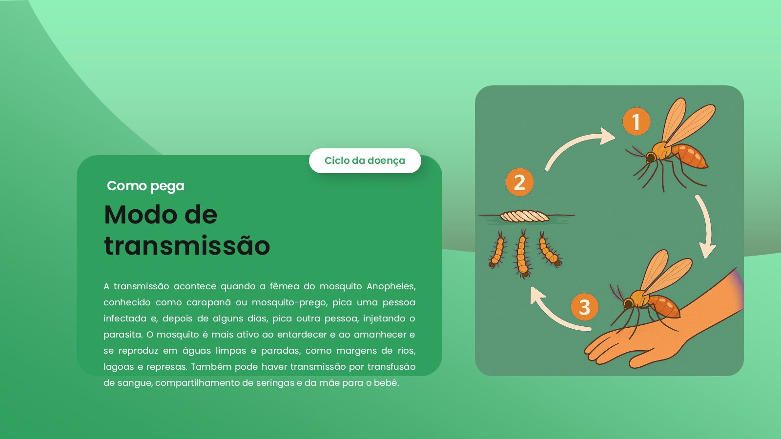 Malária – slide 7