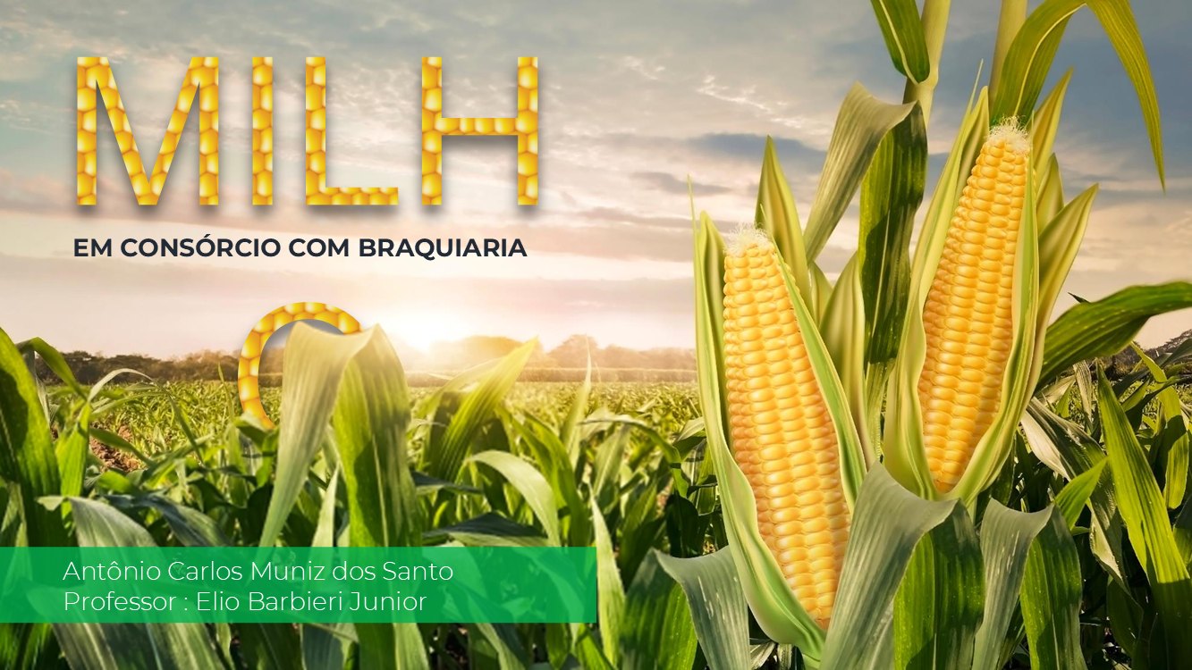milho-slide1
