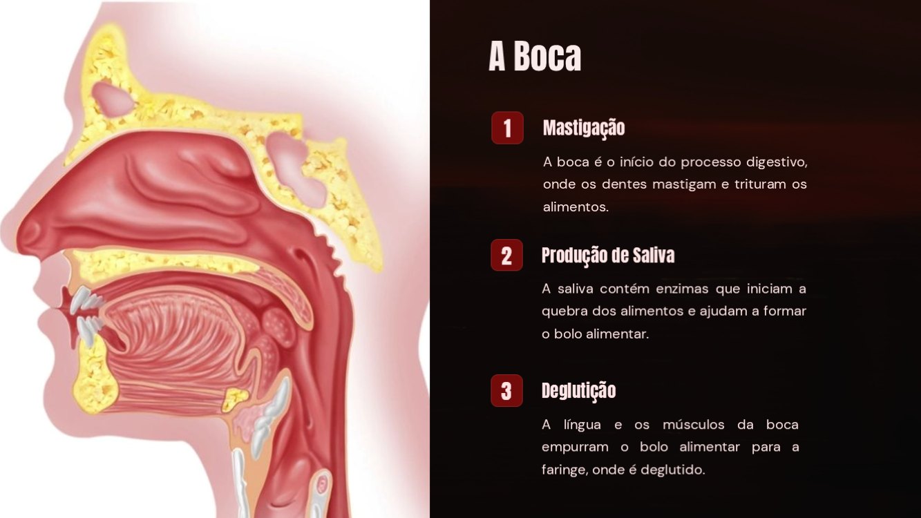 o-sistema-digestorio-slide2