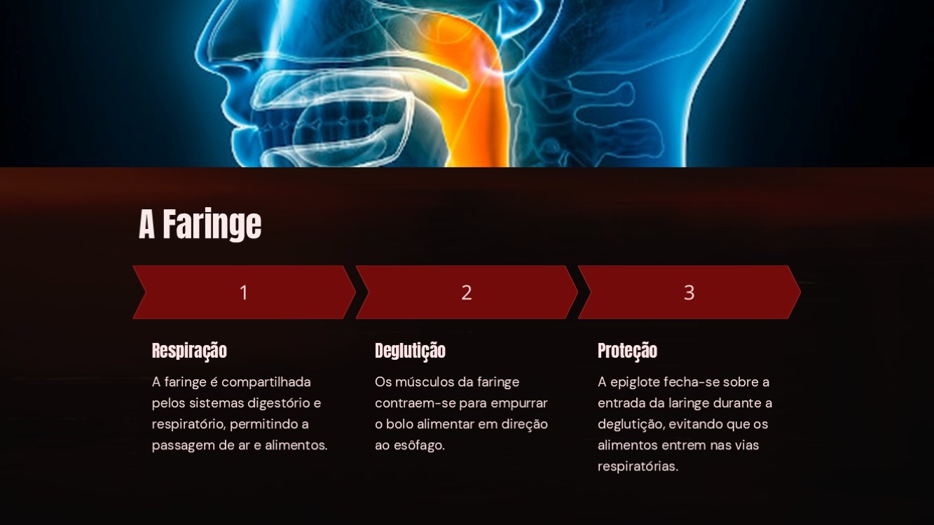 o-sistema-digestorio-slide3