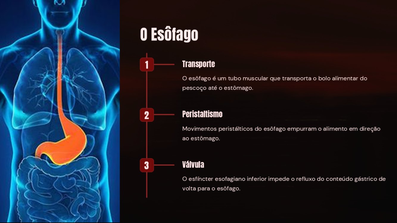 o-sistema-digestorio-slide4