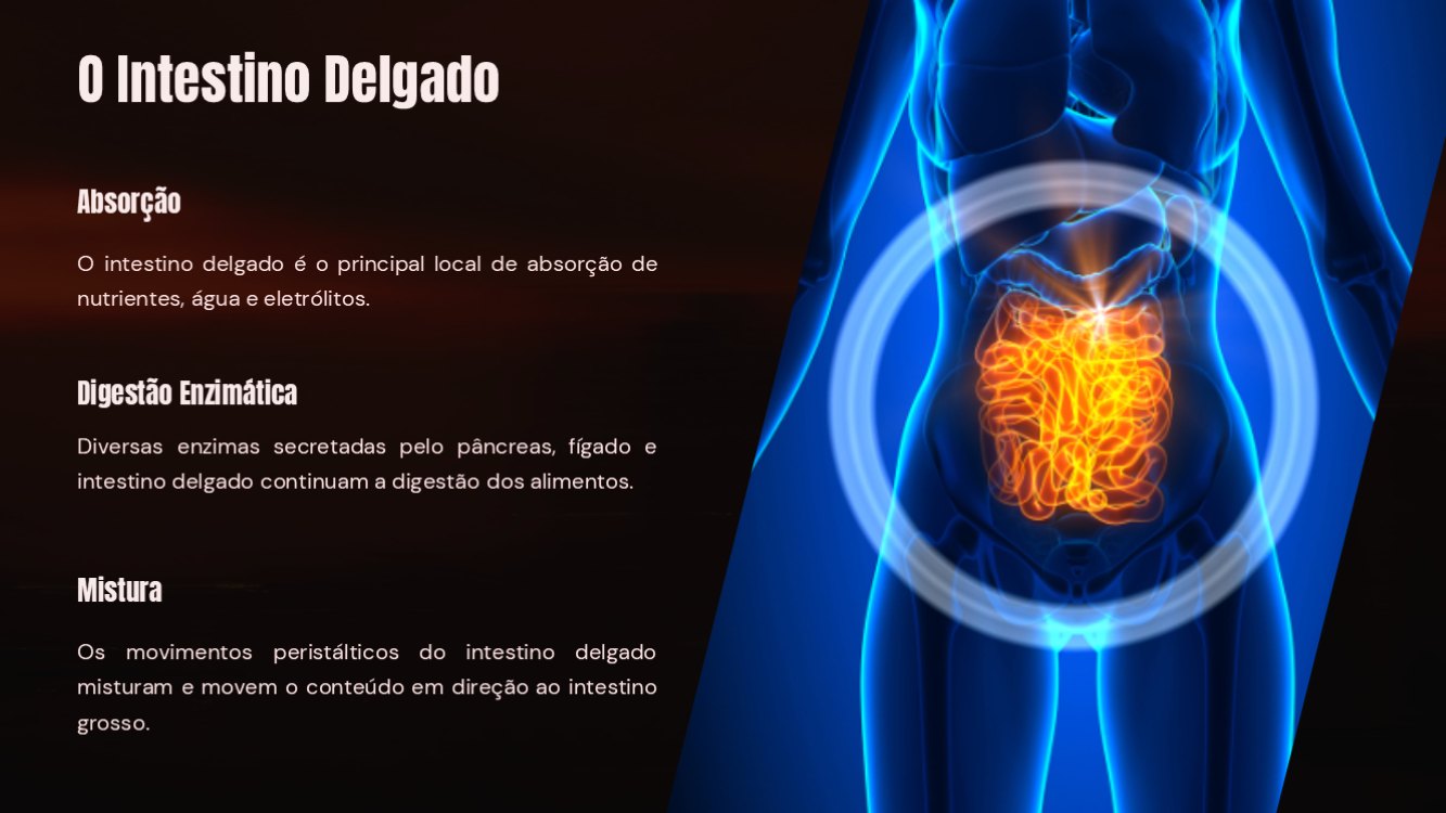 o-sistema-digestorio-slide6