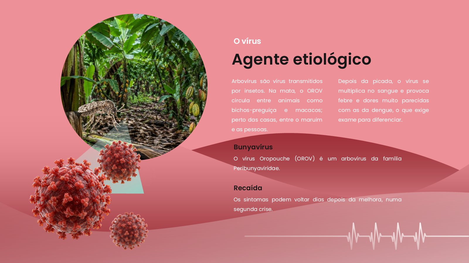 Oropouche – slide 5