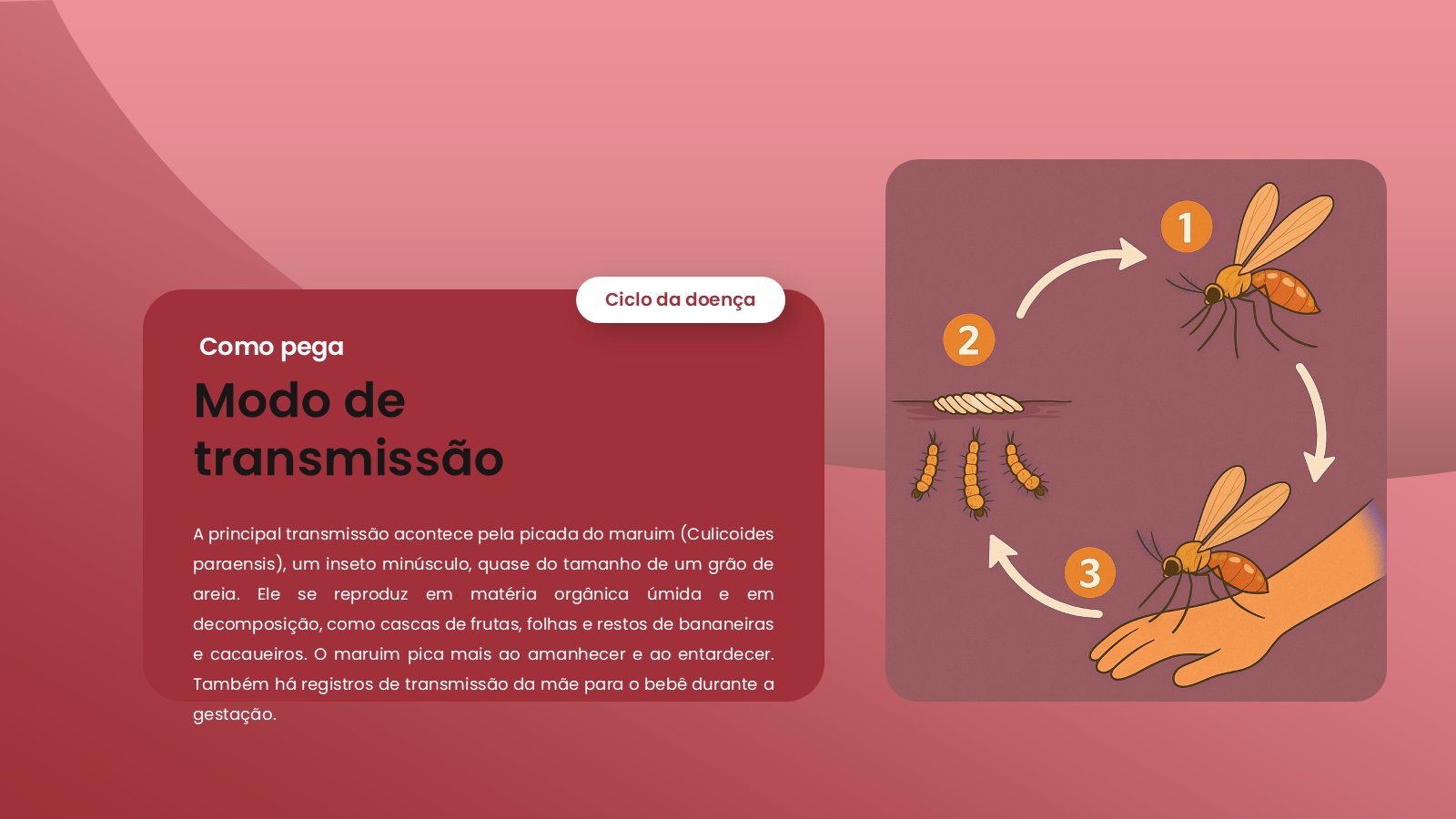 Oropouche – slide 7
