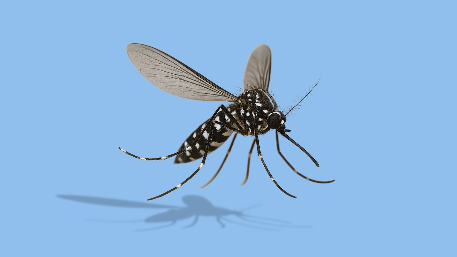 Zika – slide 1